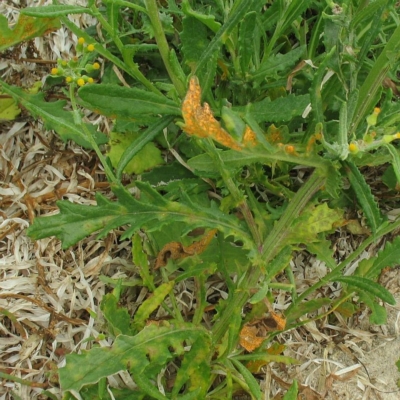 Senecio glomeratus subsp. longifructus