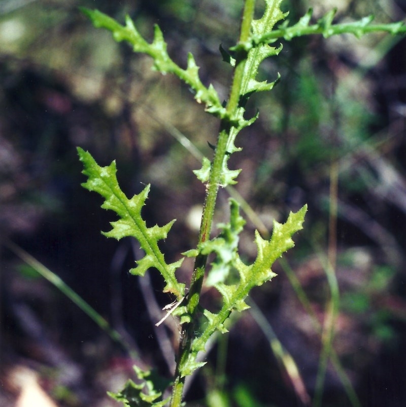 Senecio hispidulus