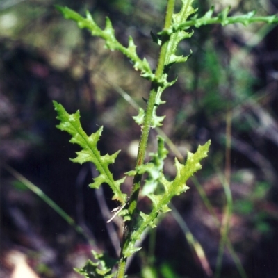 Senecio hispidulus