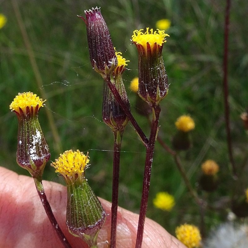 Senecio interpositus