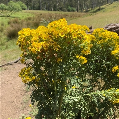 Senecio jacobaea