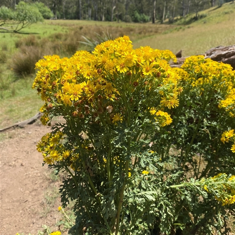 Senecio jacobaea