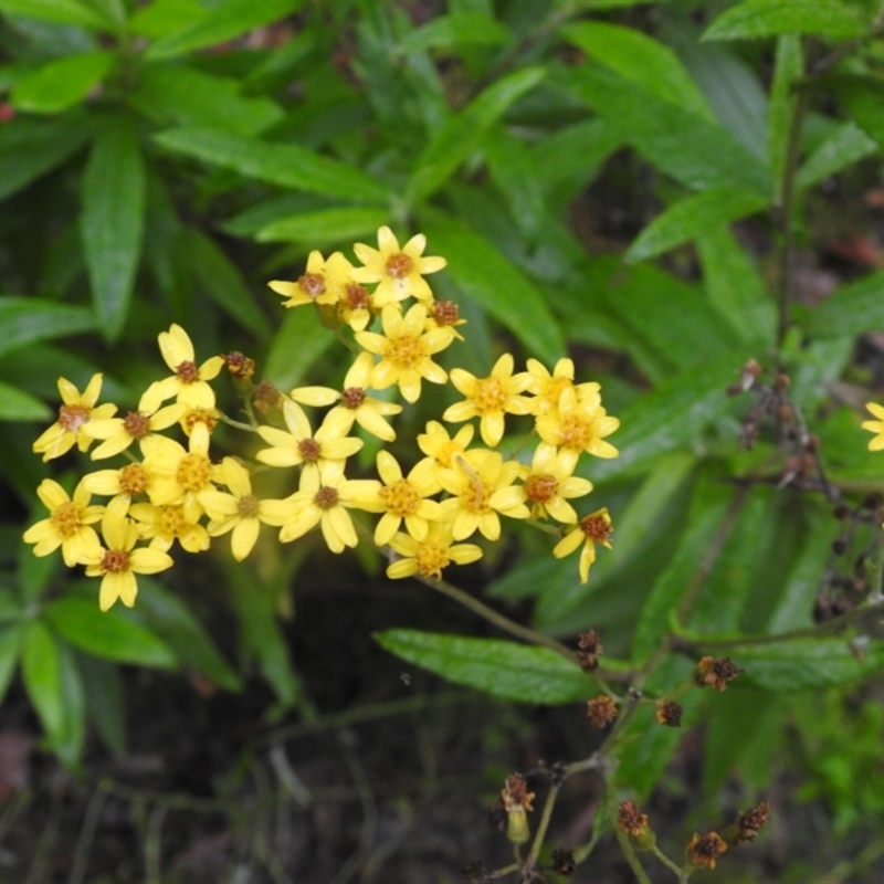 Senecio linearifolius