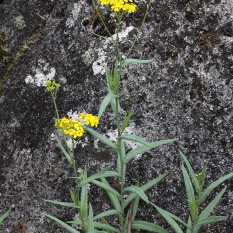 Senecio linearifolius