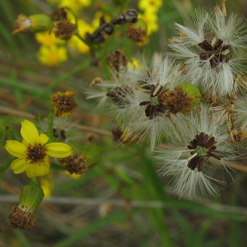 Senecio linearifolius var. arachnoideus