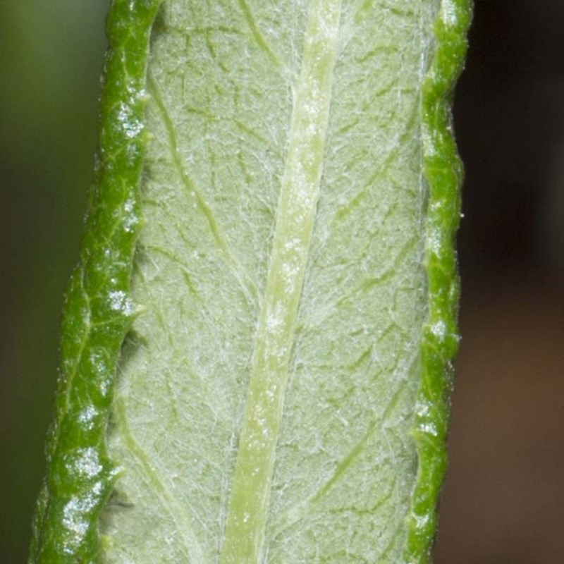 Senecio linearifolius var. arachnoideus