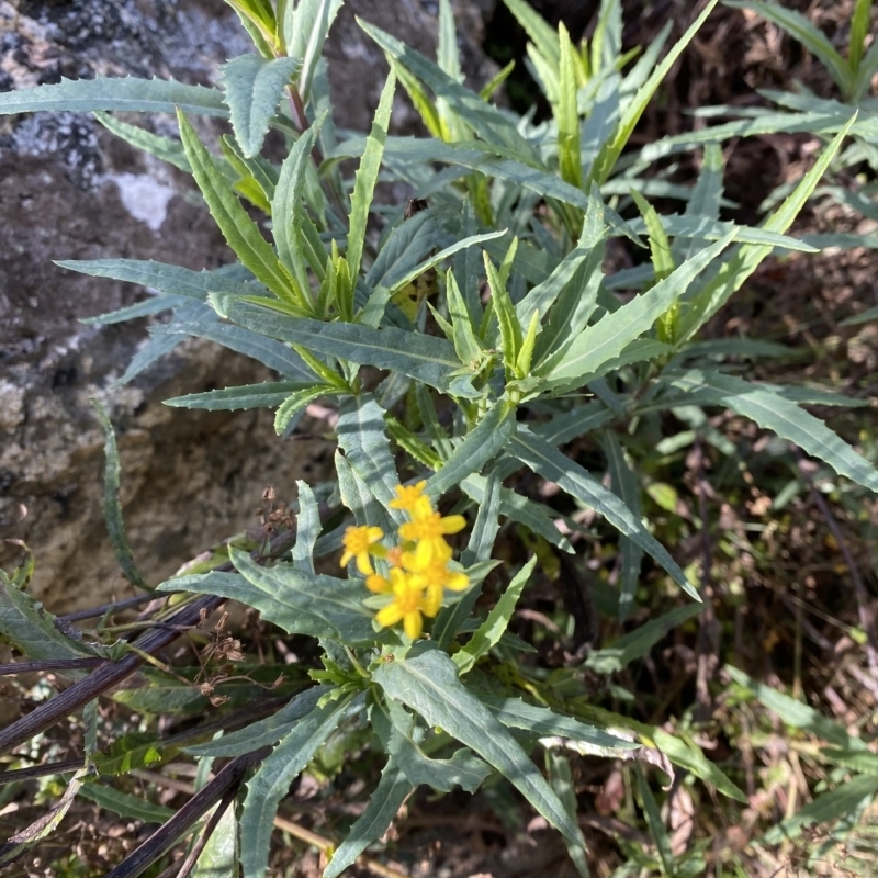 Senecio linearifolius var. denticulatus