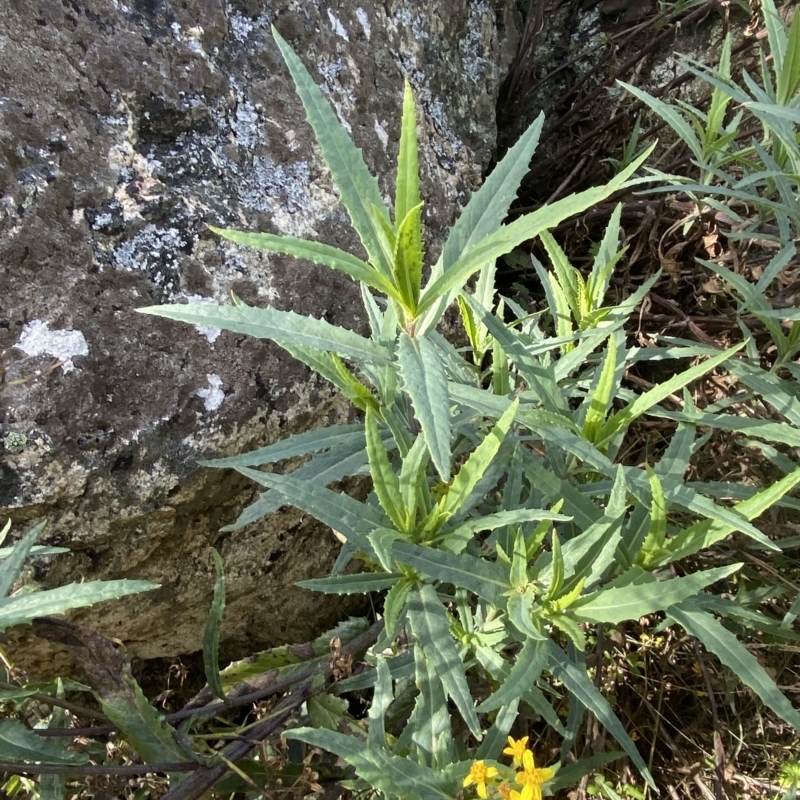 Senecio linearifolius var. denticulatus