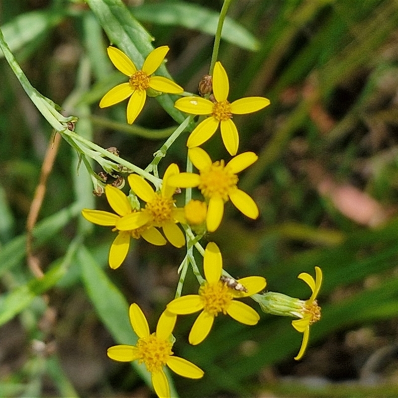 Senecio linearifolius var. denticulatus