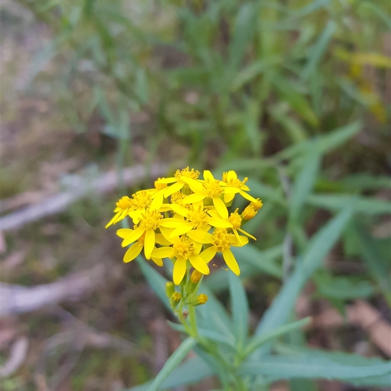 Senecio linearifolius var. intermedius