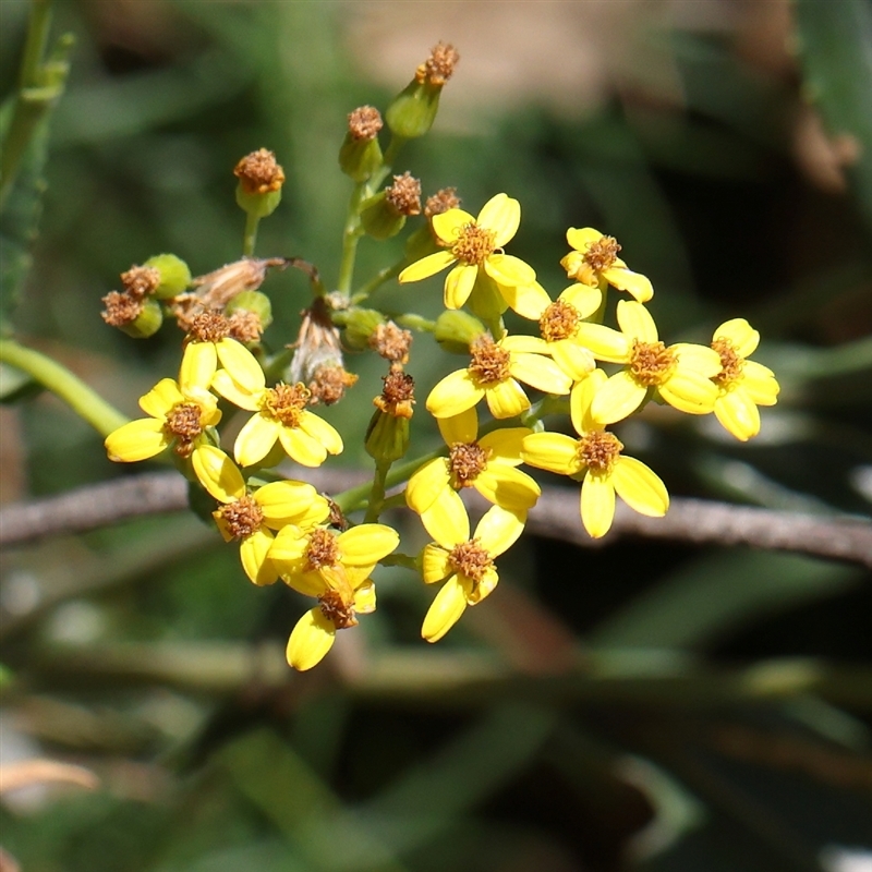 Senecio linearifolius var. latifolius