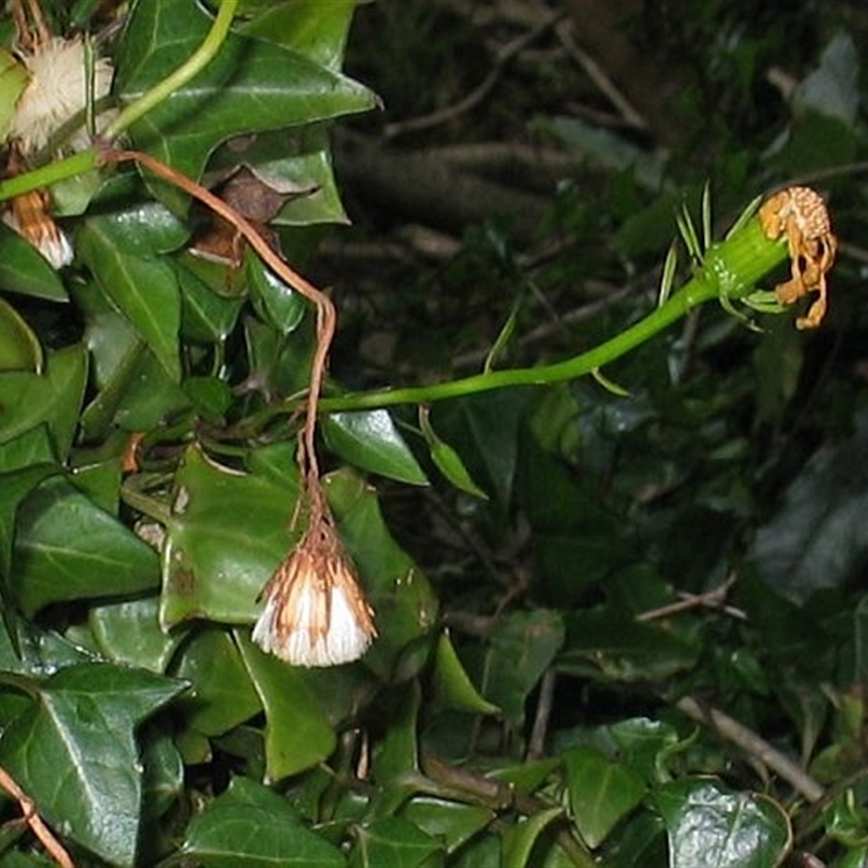 Senecio macroglossus