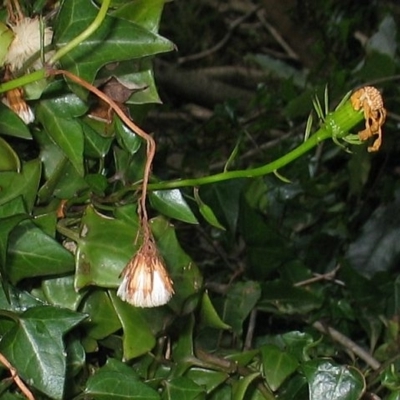 Senecio macroglossus