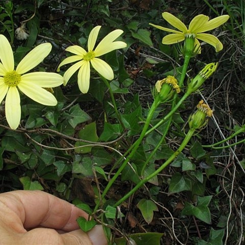 Senecio macroglossus