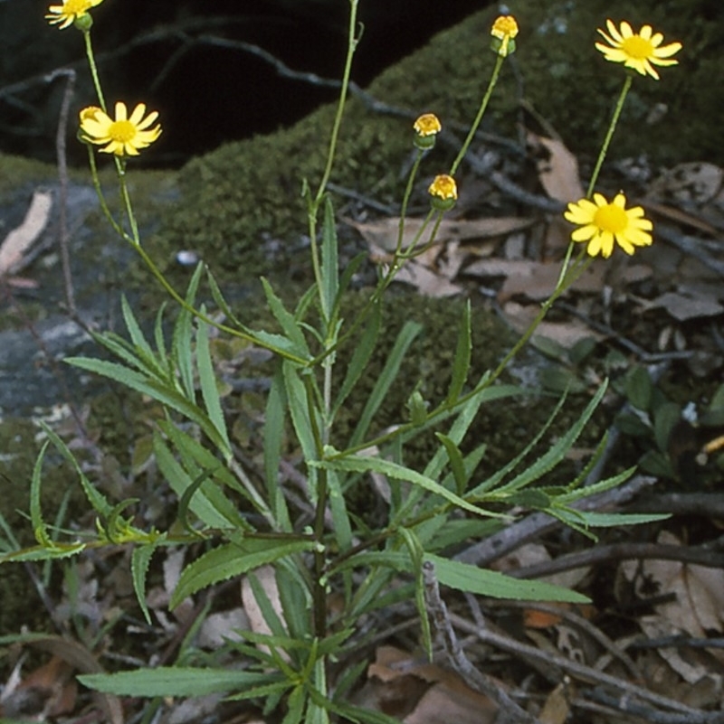 Senecio madagascariensis