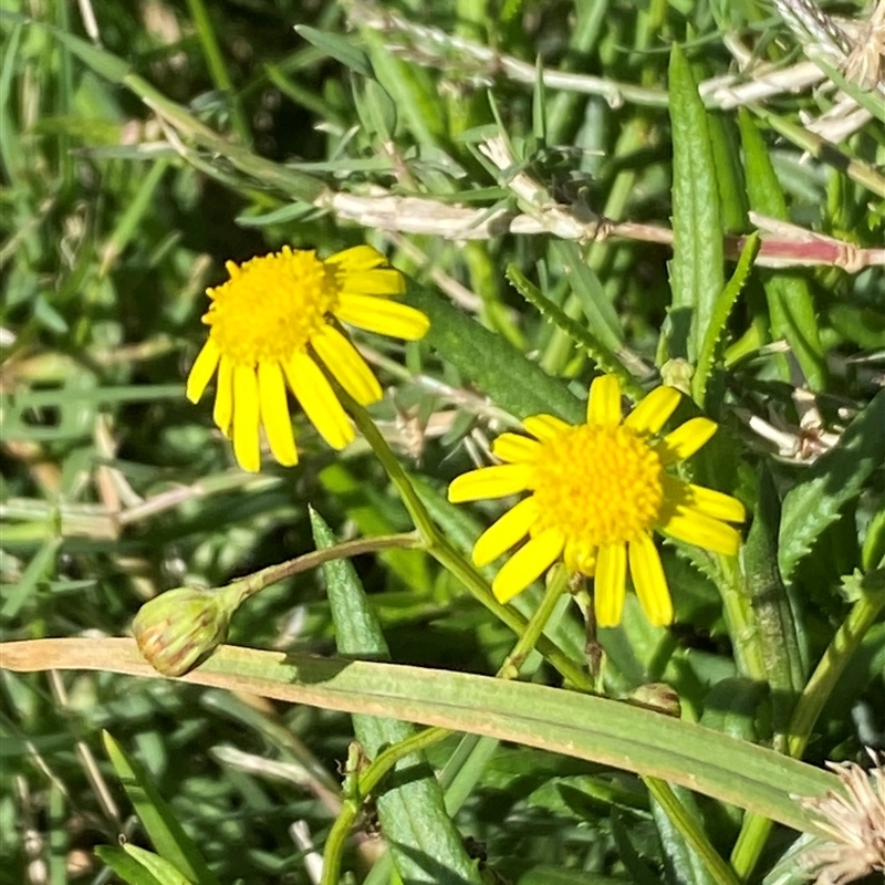 Senecio madagascariensis