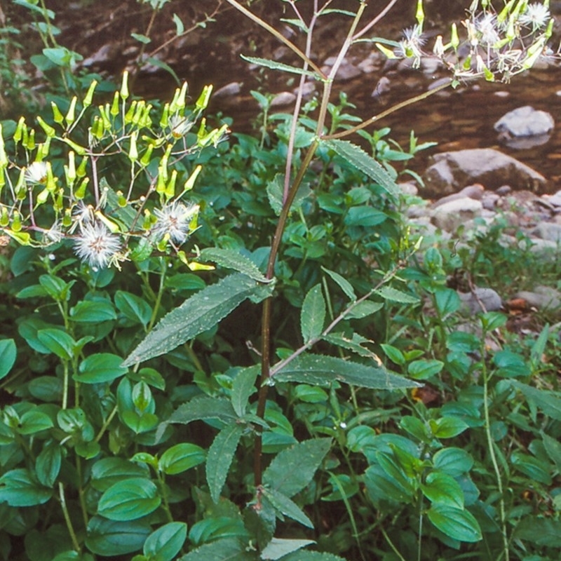 Senecio minimus