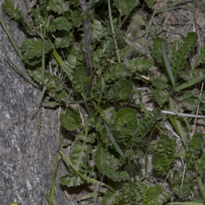 Senecio pectinatus var. major