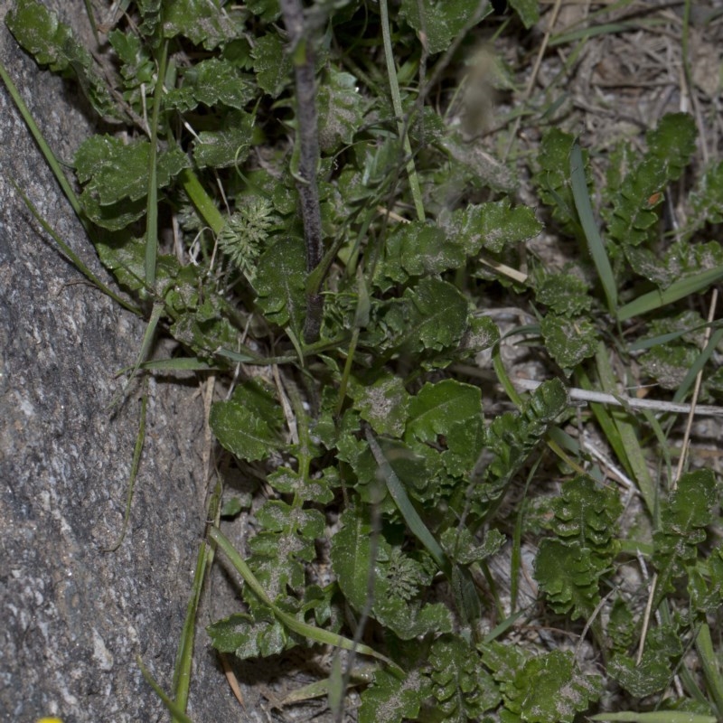 Scapisenecio pectinatus var. major