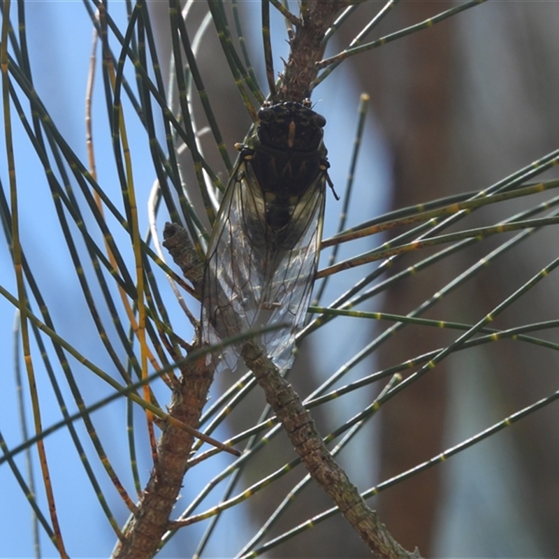 Arunta perulata