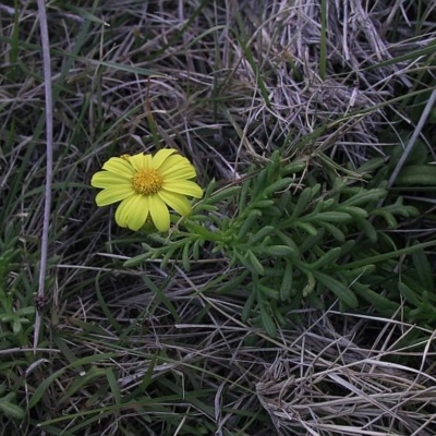 Senecio pinnatifolius