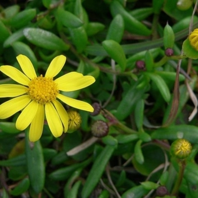 Senecio pinnatifolius