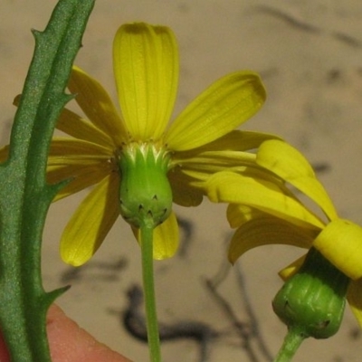 Senecio pinnatifolius