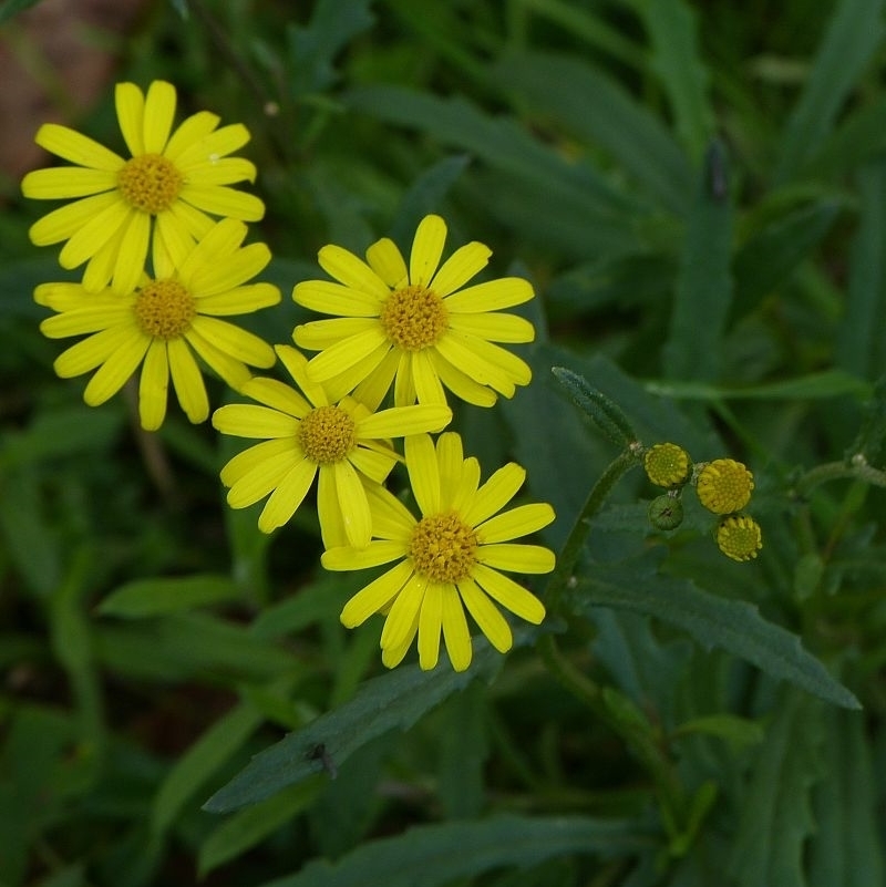 Senecio pinnatifolius var. alpinus