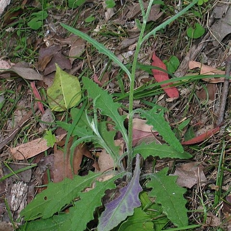 Senecio prenanthoides