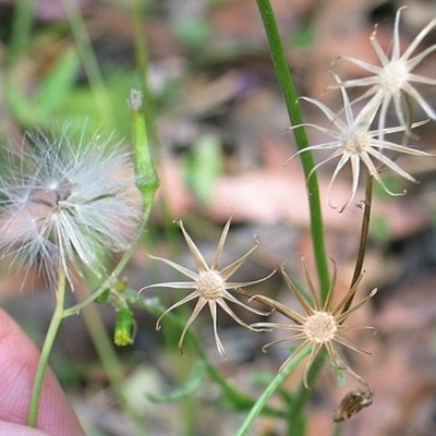 Senecio prenanthoides