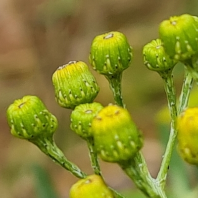 Senecio pterophorus