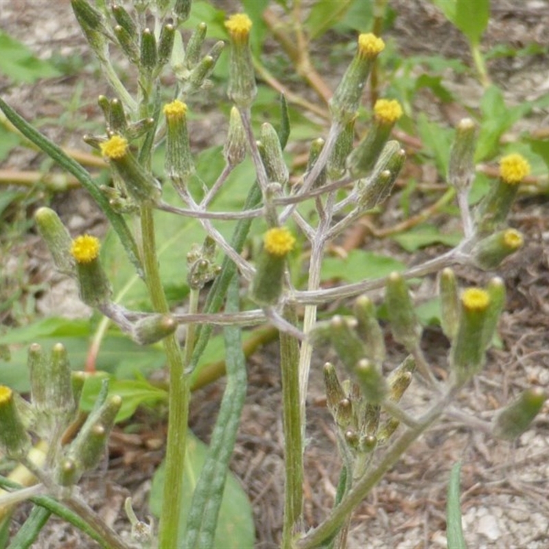 Senecio sp.