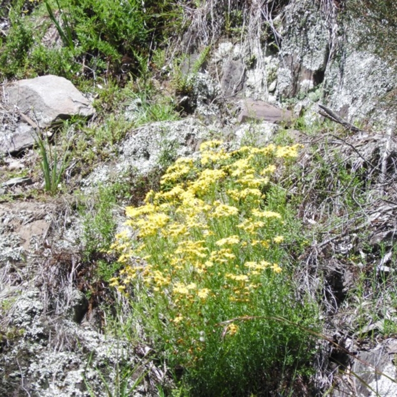 Senecio sp.