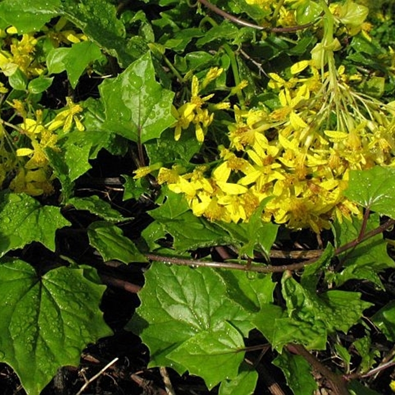 Senecio tamoides