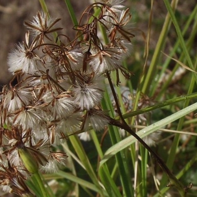 Senecio tamoides