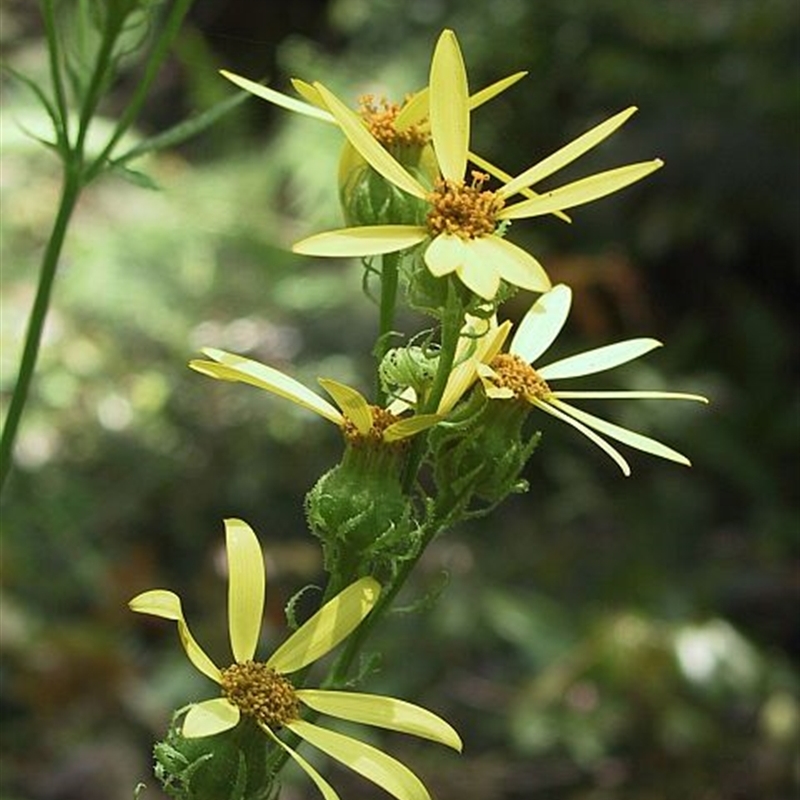 Senecio vagus subsp. vagus