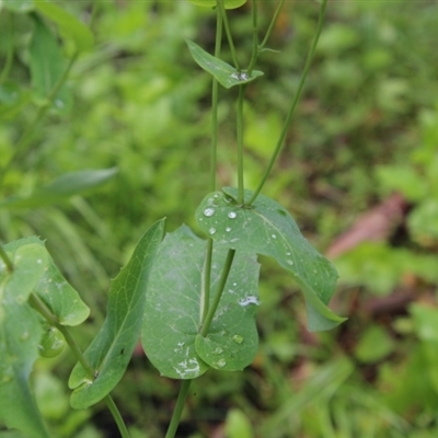 Senecio velleioides