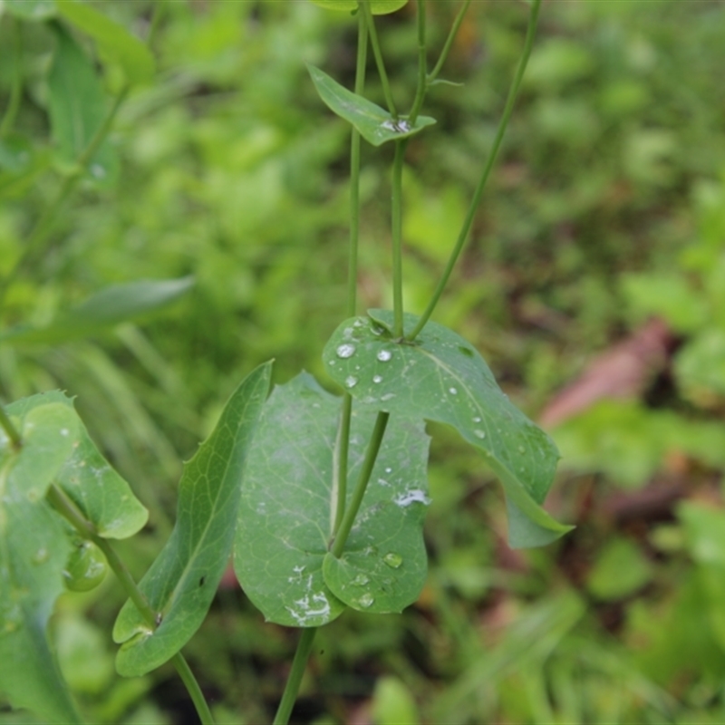 Lordhowea velleioides