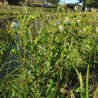 Growing on edges of drain in mown grass