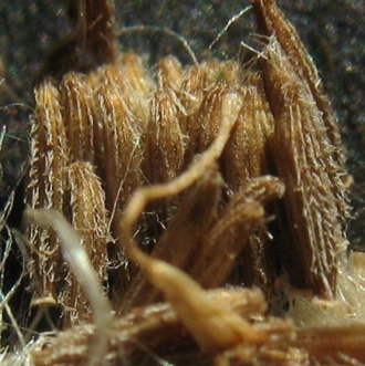 Seeds have lines of dense hairs