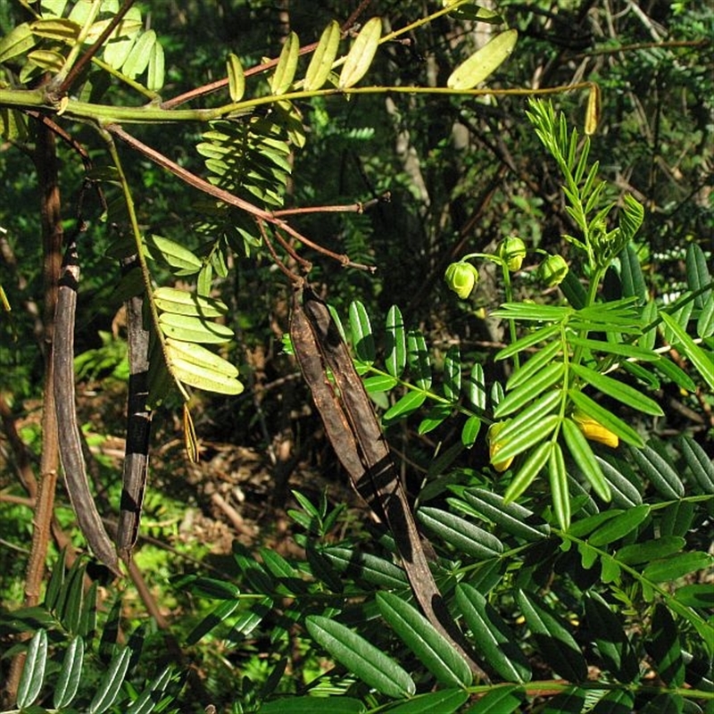 Senna barronfieldii