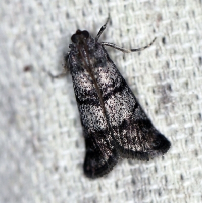 Asarta fuliginosa