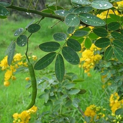 Senna pendula var. glabrata