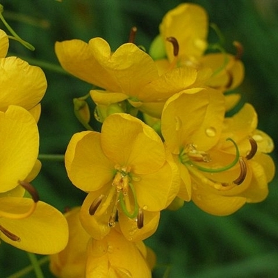 Senna pendula var. glabrata