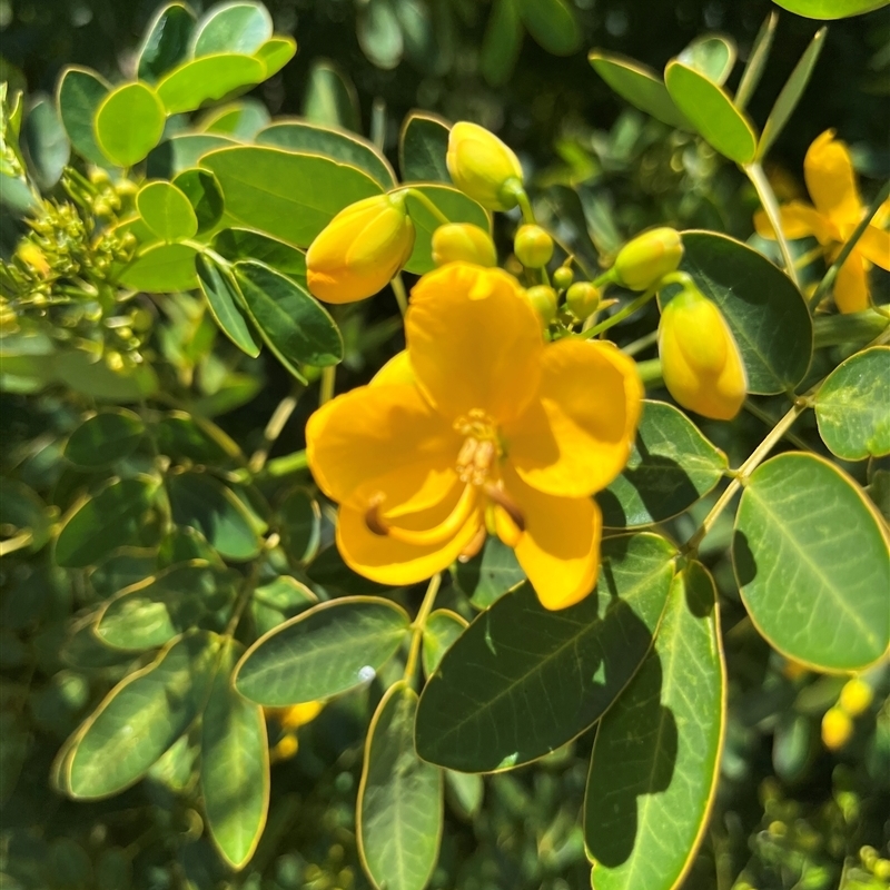 Senna pendula var. glabrata