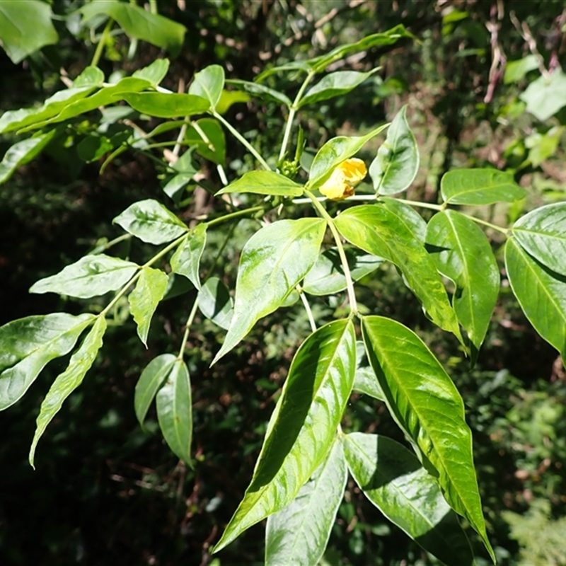 Senna septemtrionalis