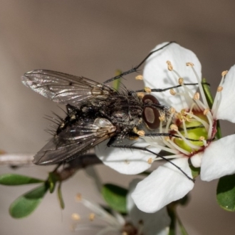 feeding on Leptospermum lanigerum flowers