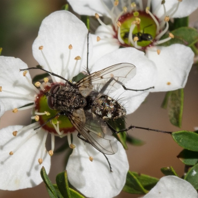 Senostoma punctipenne