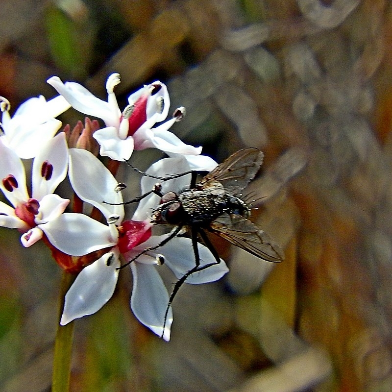 Senostoma punctipenne