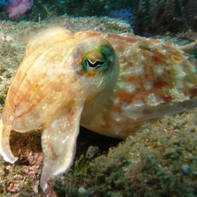 Sepia sp. (genus)